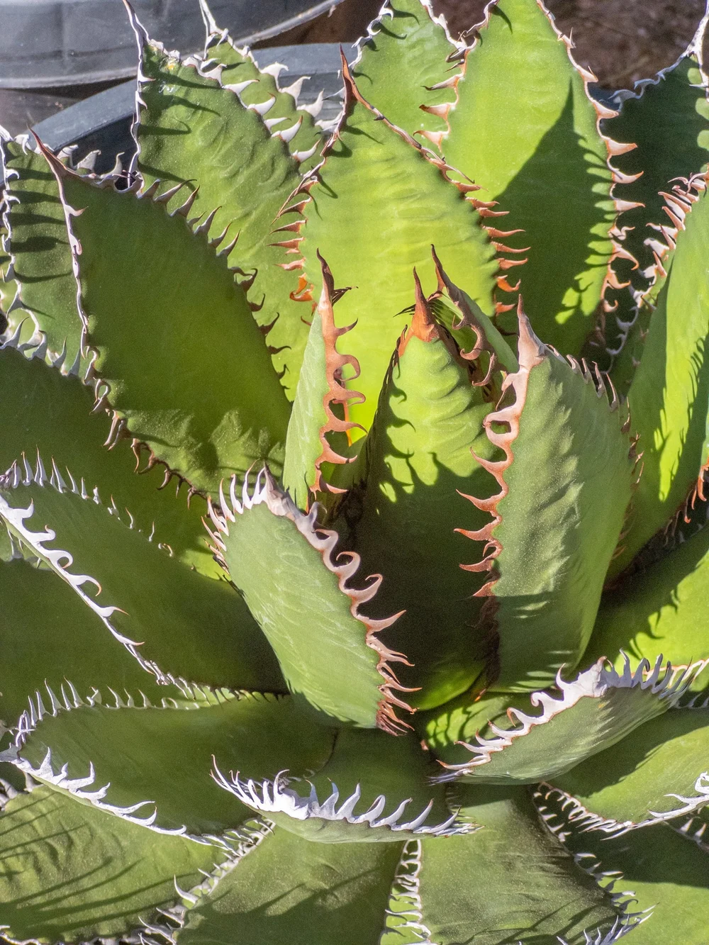 Agave horrida Kagerou【57】 Agave horrida – Succulent Gardens