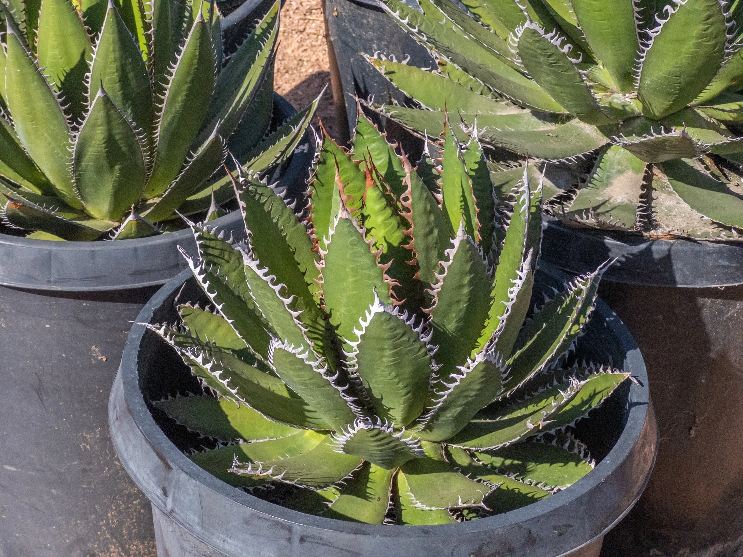 注文 Agave horrida Kagerou【59】 Agave horrida – Hidden Agave