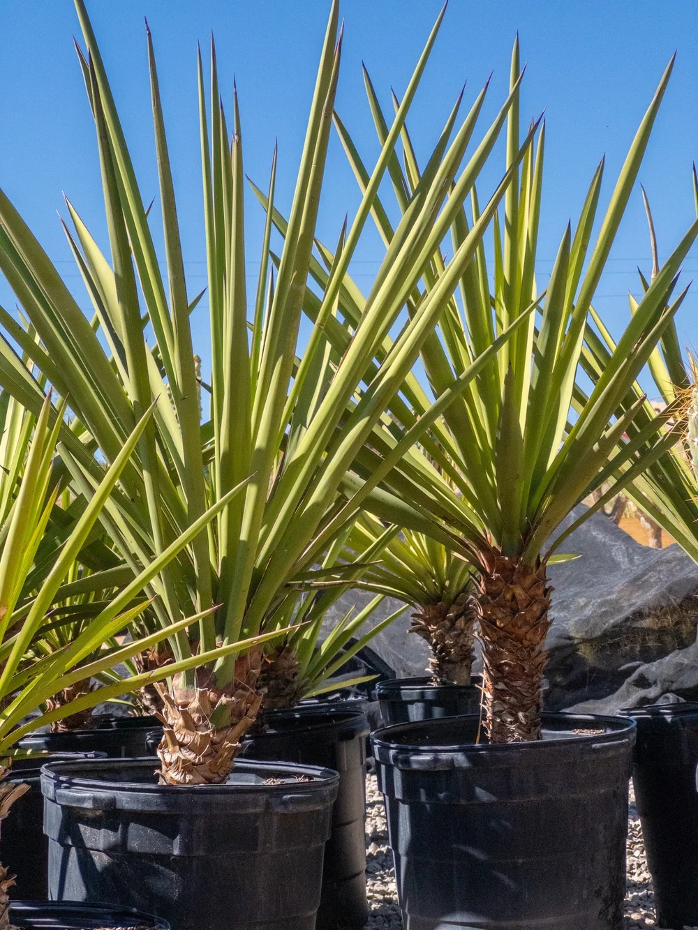 Joshua Tree | Buy Yucca brevifolia Online - Cactus World
