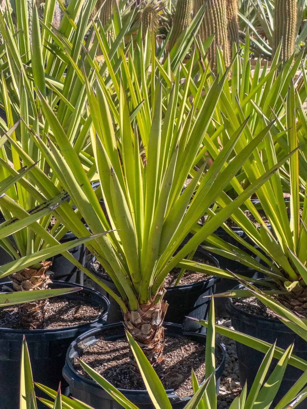 Joshua Tree | Buy Yucca brevifolia Online - Cactus World