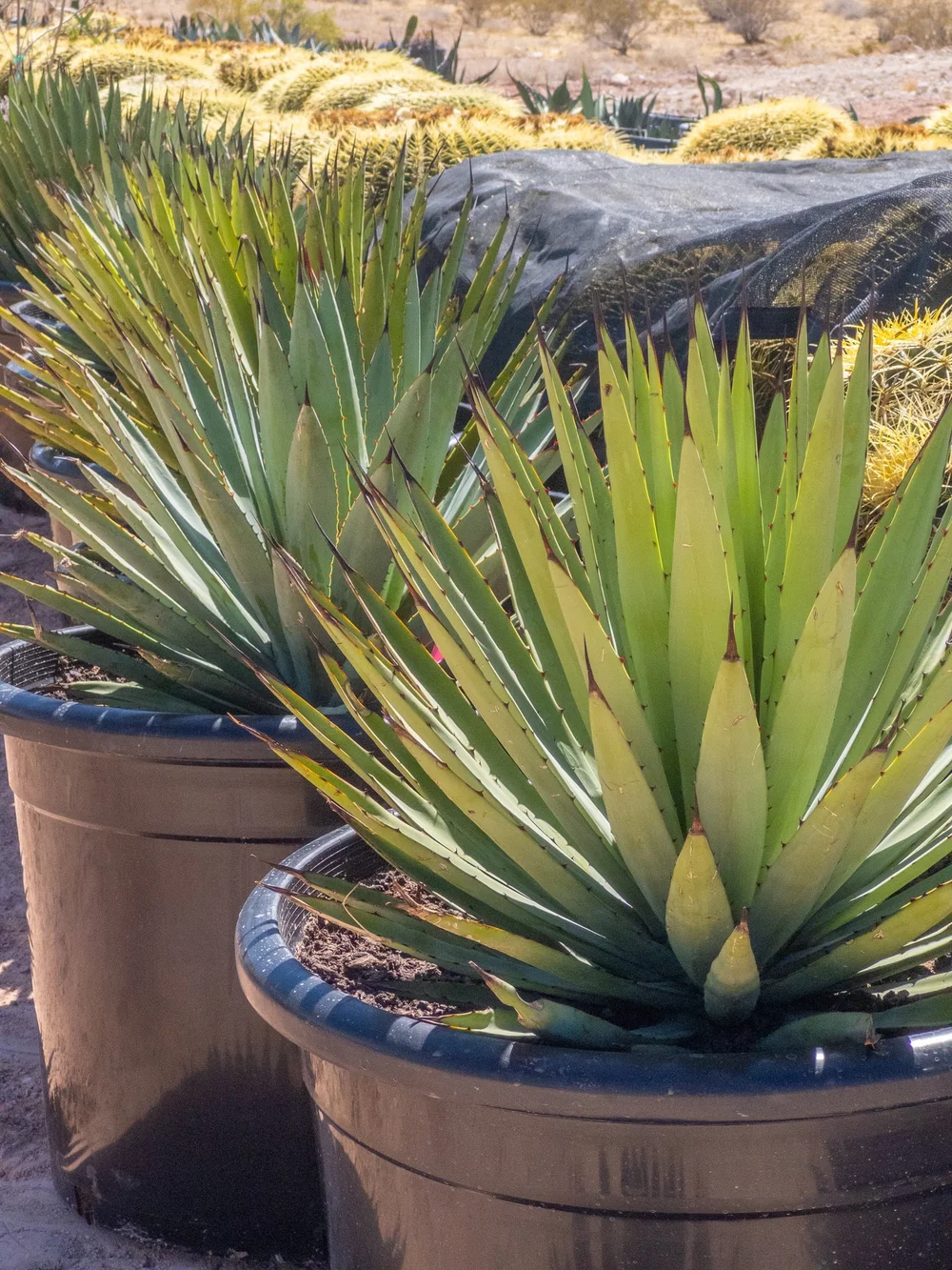Joshua Tree | Buy Yucca brevifolia Online - Cactus World