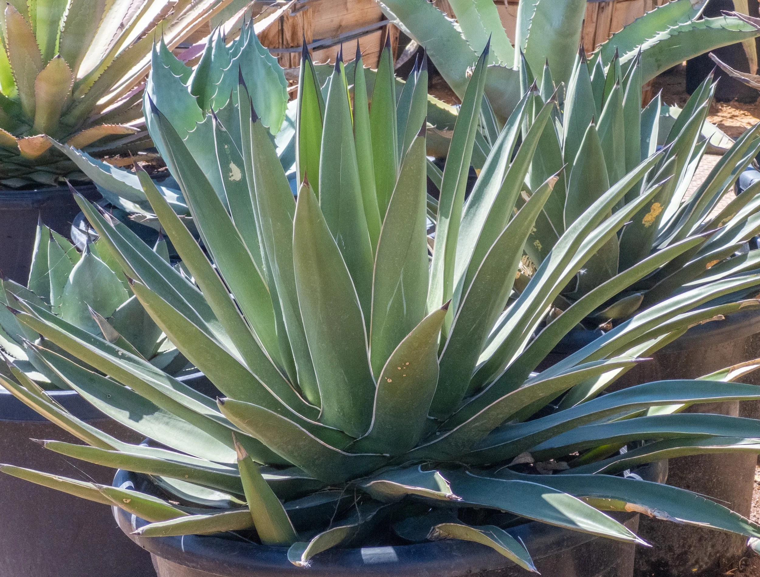 Joshua Tree | Buy Yucca brevifolia Online - Cactus World