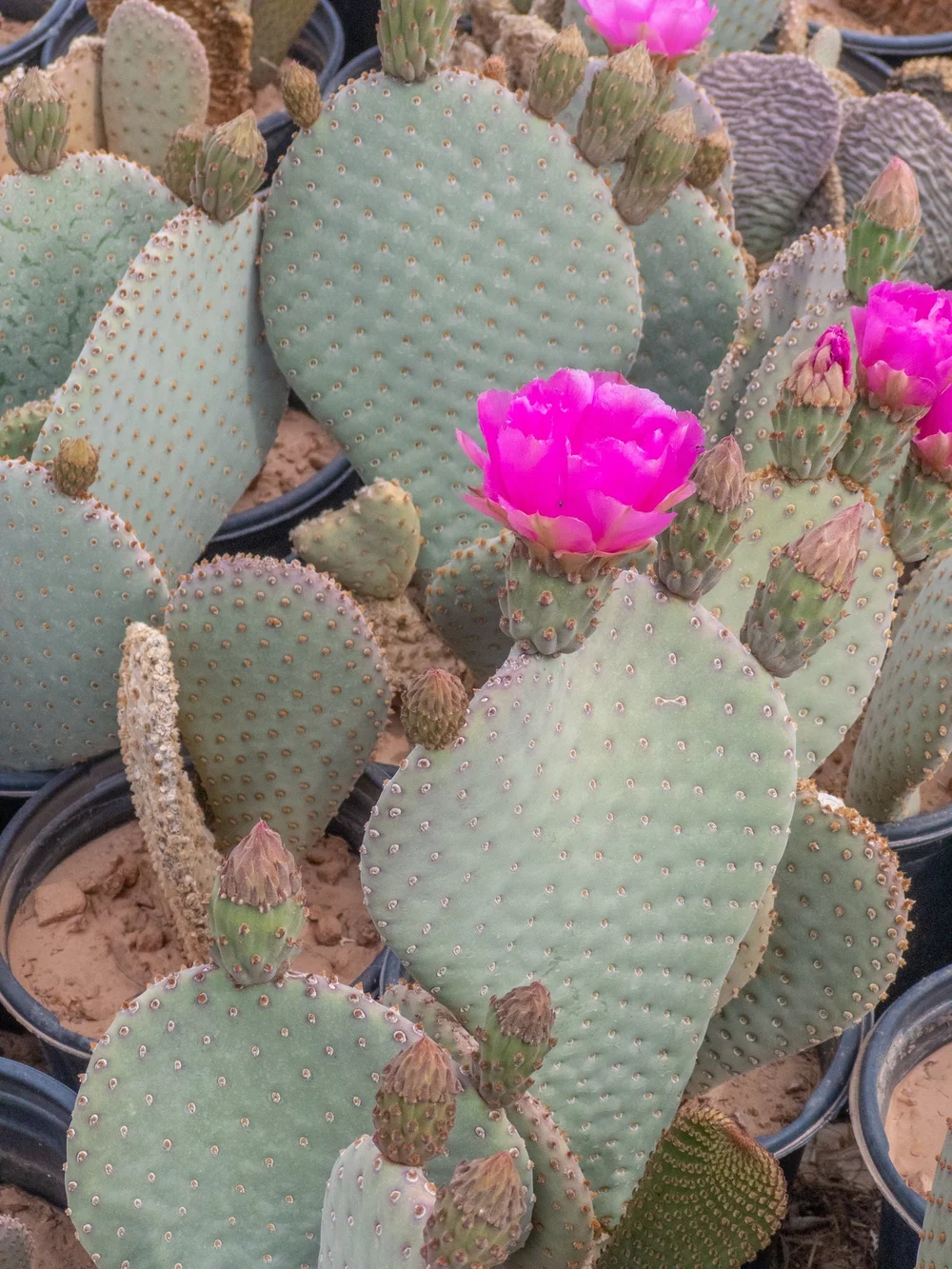 Joshua Tree | Buy Yucca brevifolia Online - Cactus World