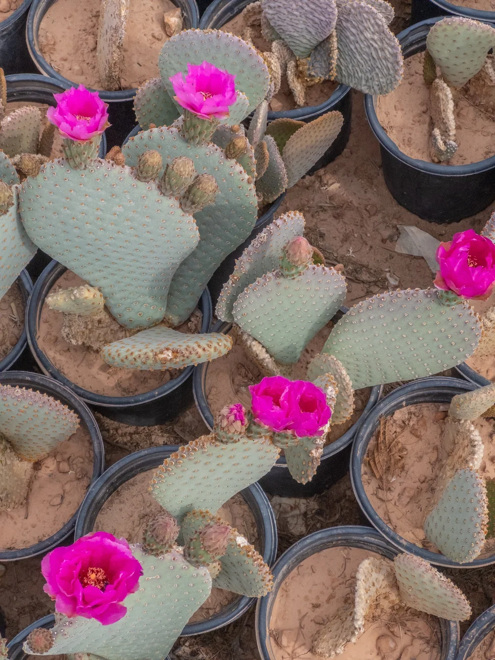 Joshua Tree | Buy Yucca brevifolia Online - Cactus World