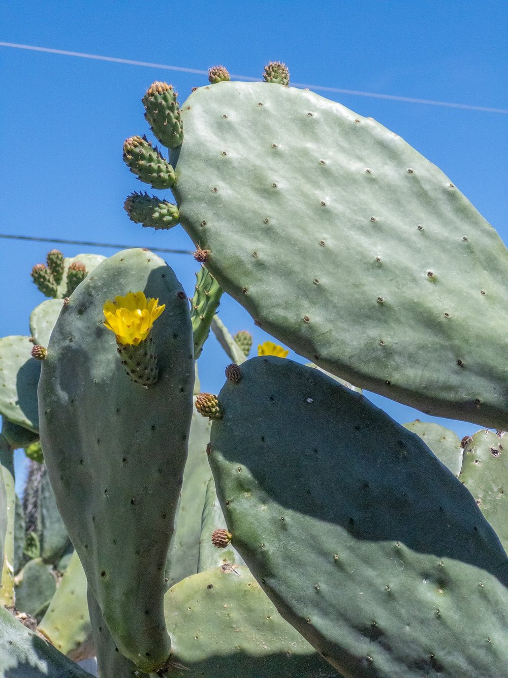 Joshua Tree | Buy Yucca brevifolia Online - Cactus World