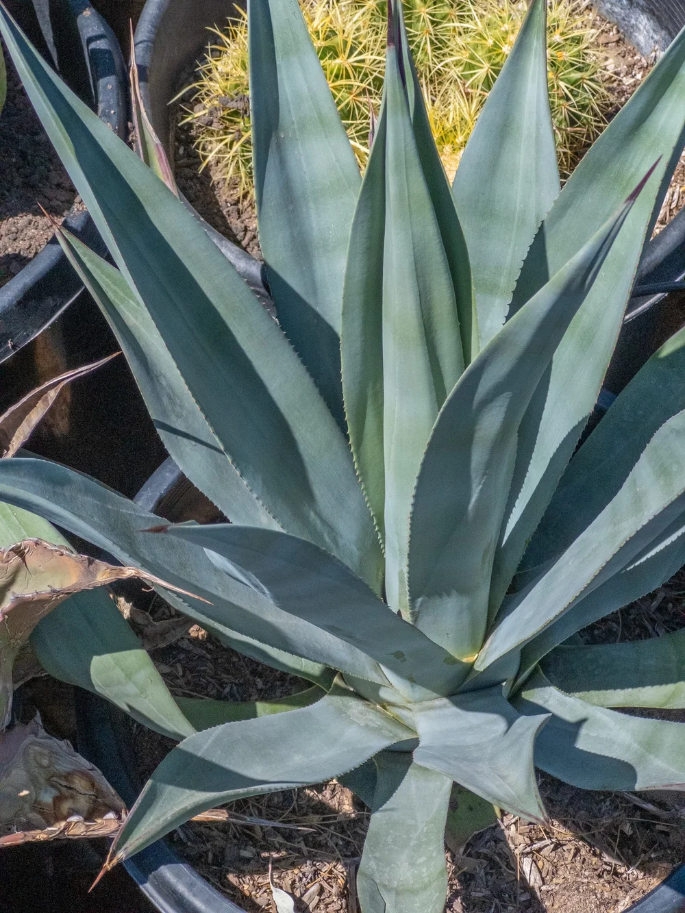 Joshua Tree | Buy Yucca brevifolia Online - Cactus World
