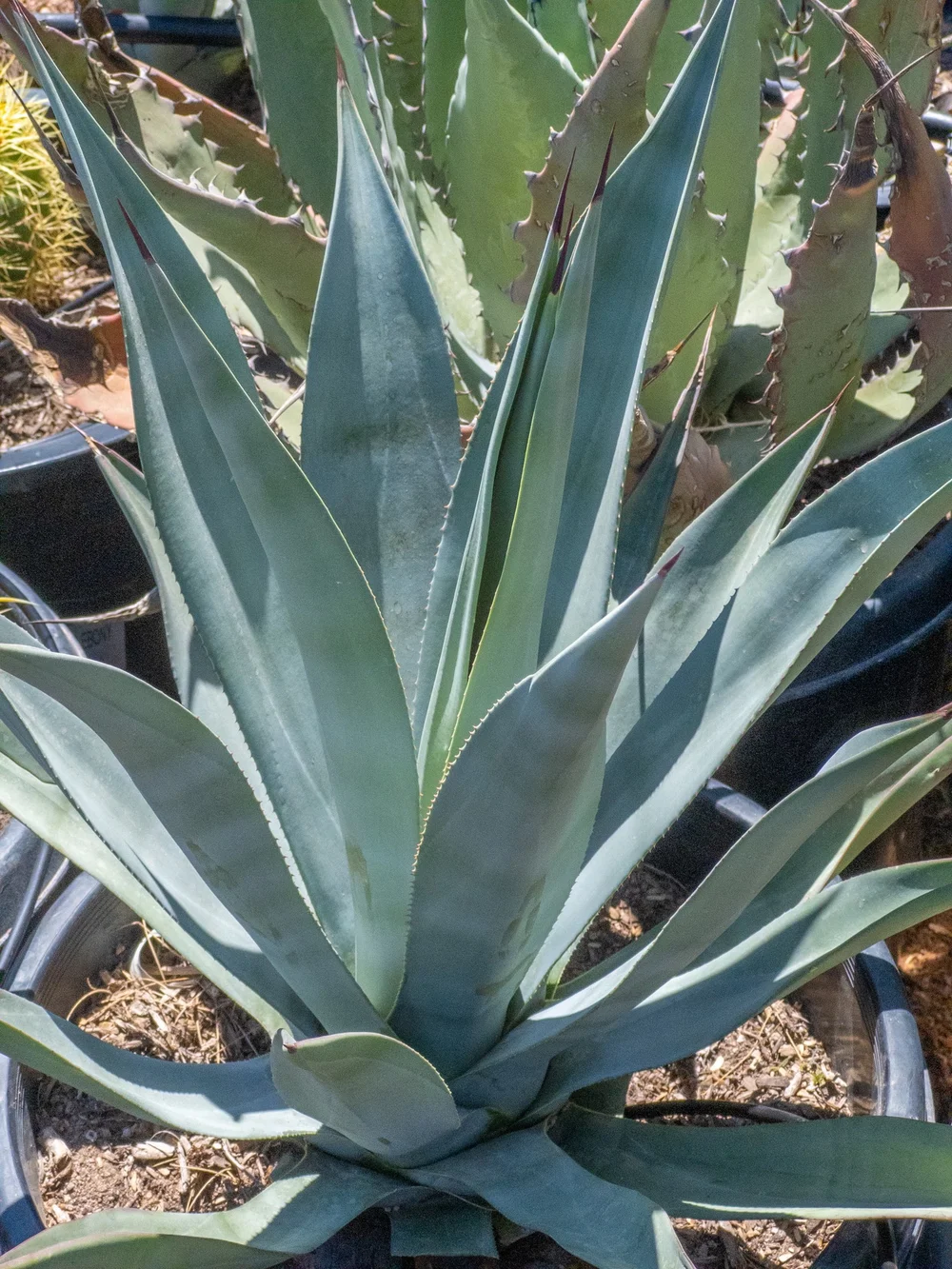 Joshua Tree | Buy Yucca brevifolia Online - Cactus World