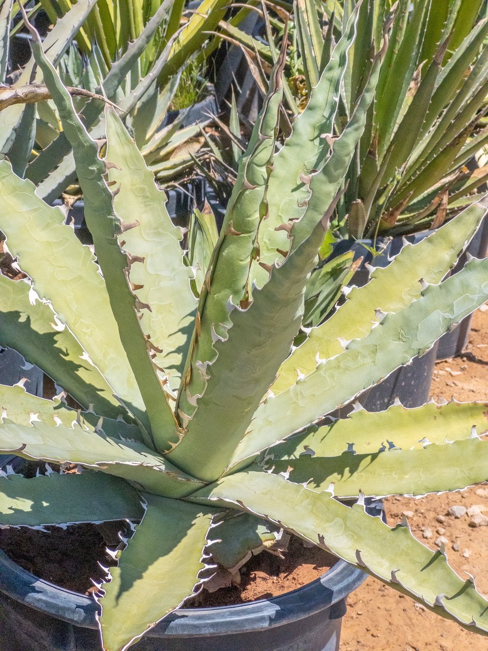 Joshua Tree | Buy Yucca brevifolia Online - Cactus World
