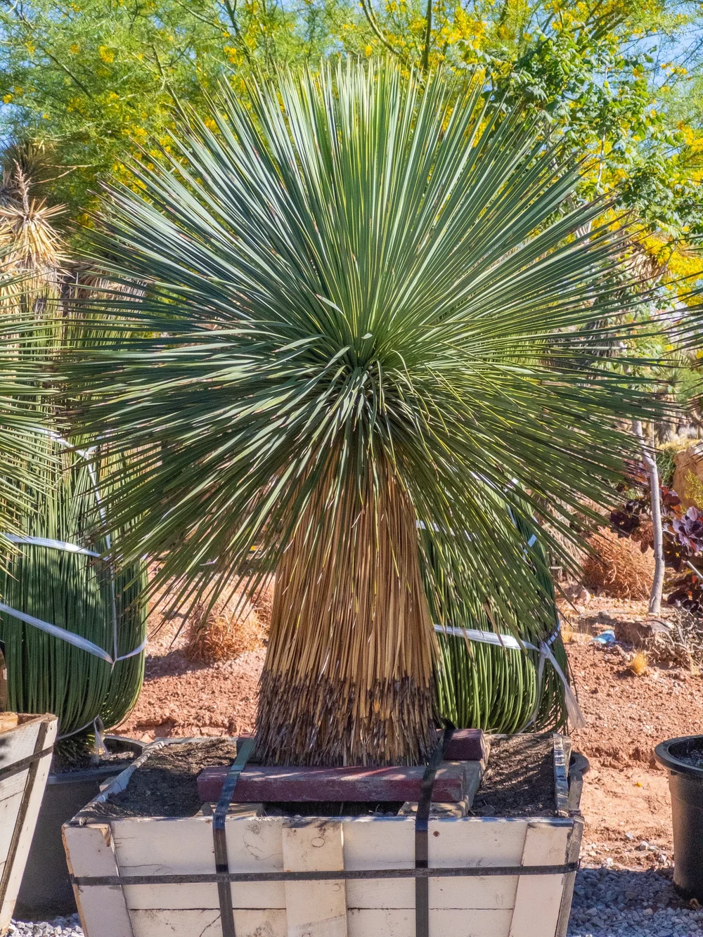 Joshua Tree | Buy Yucca brevifolia Online - Cactus World