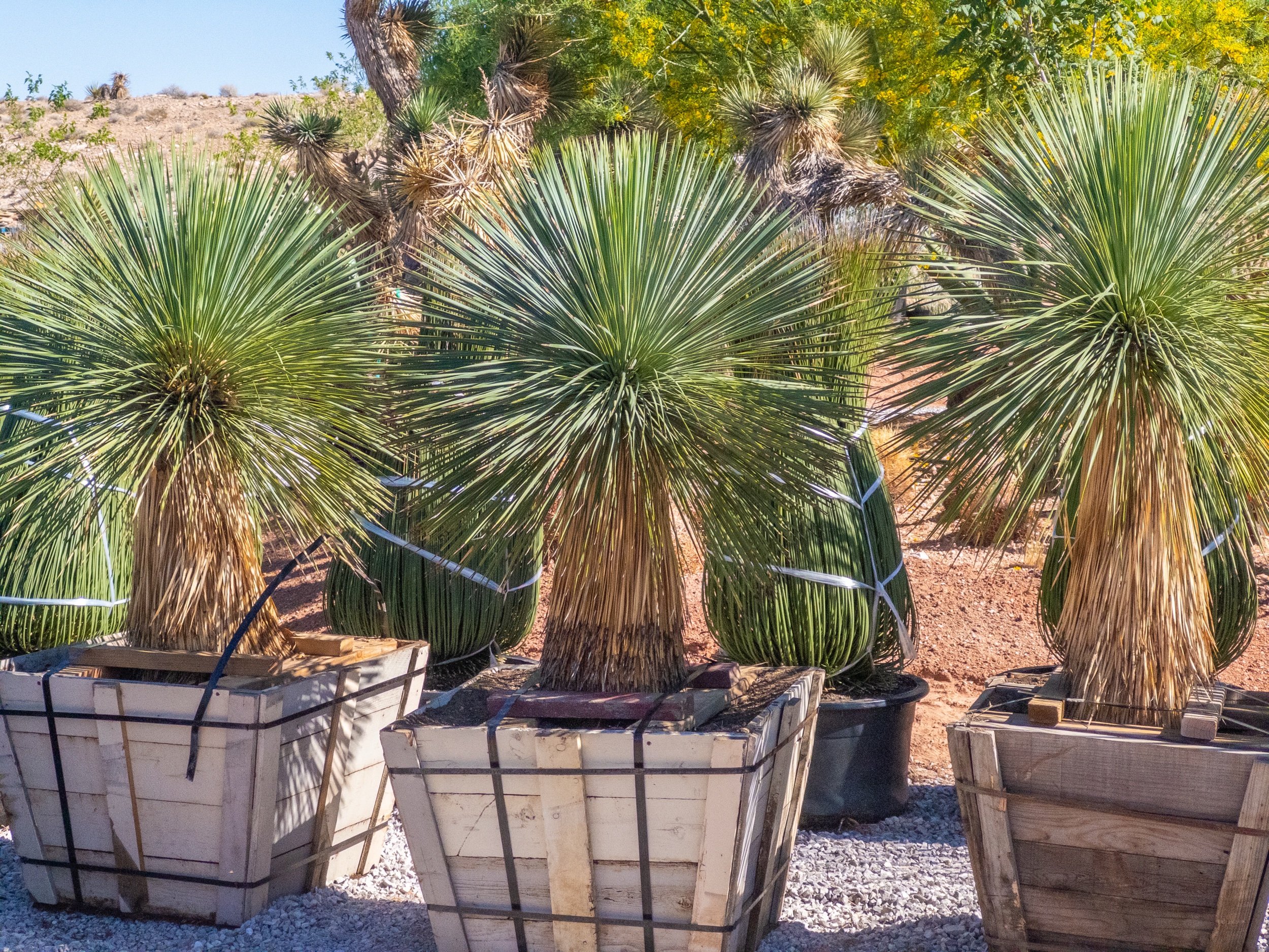 yuccaページ Joshua Tree | Buy Yucca brevifolia Online - Cactus World
