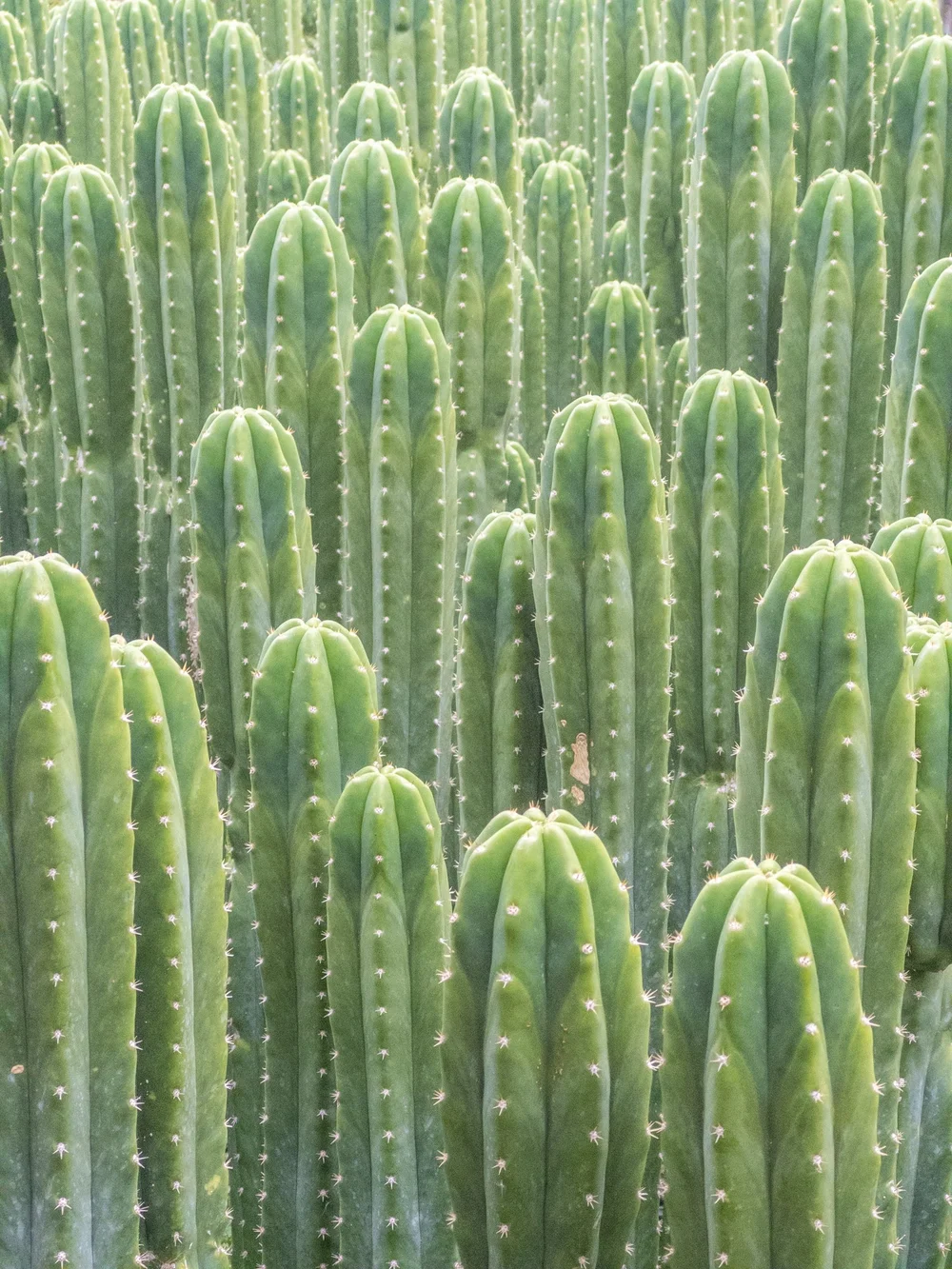 Joshua Tree | Buy Yucca brevifolia Online - Cactus World