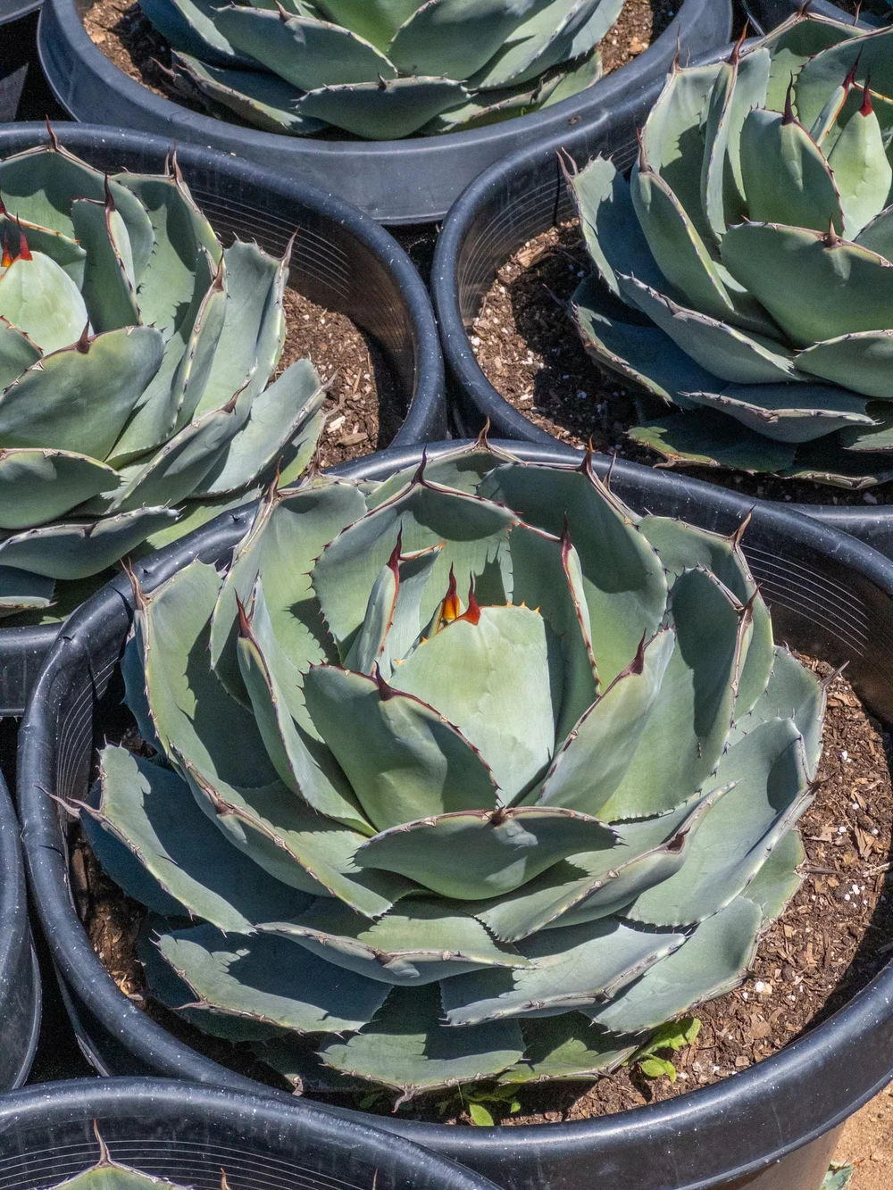 アガベ Agave parryi ssp. truncata 236 Agave parryi ssp. truncata | Walters Gardens, Inc.