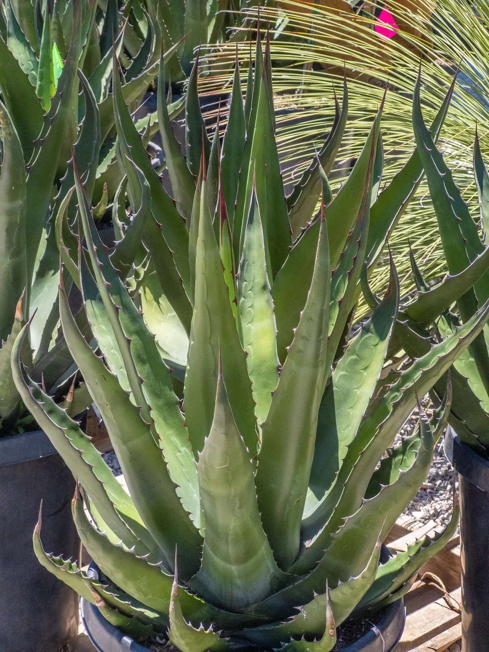 Joshua Tree | Buy Yucca brevifolia Online - Cactus World