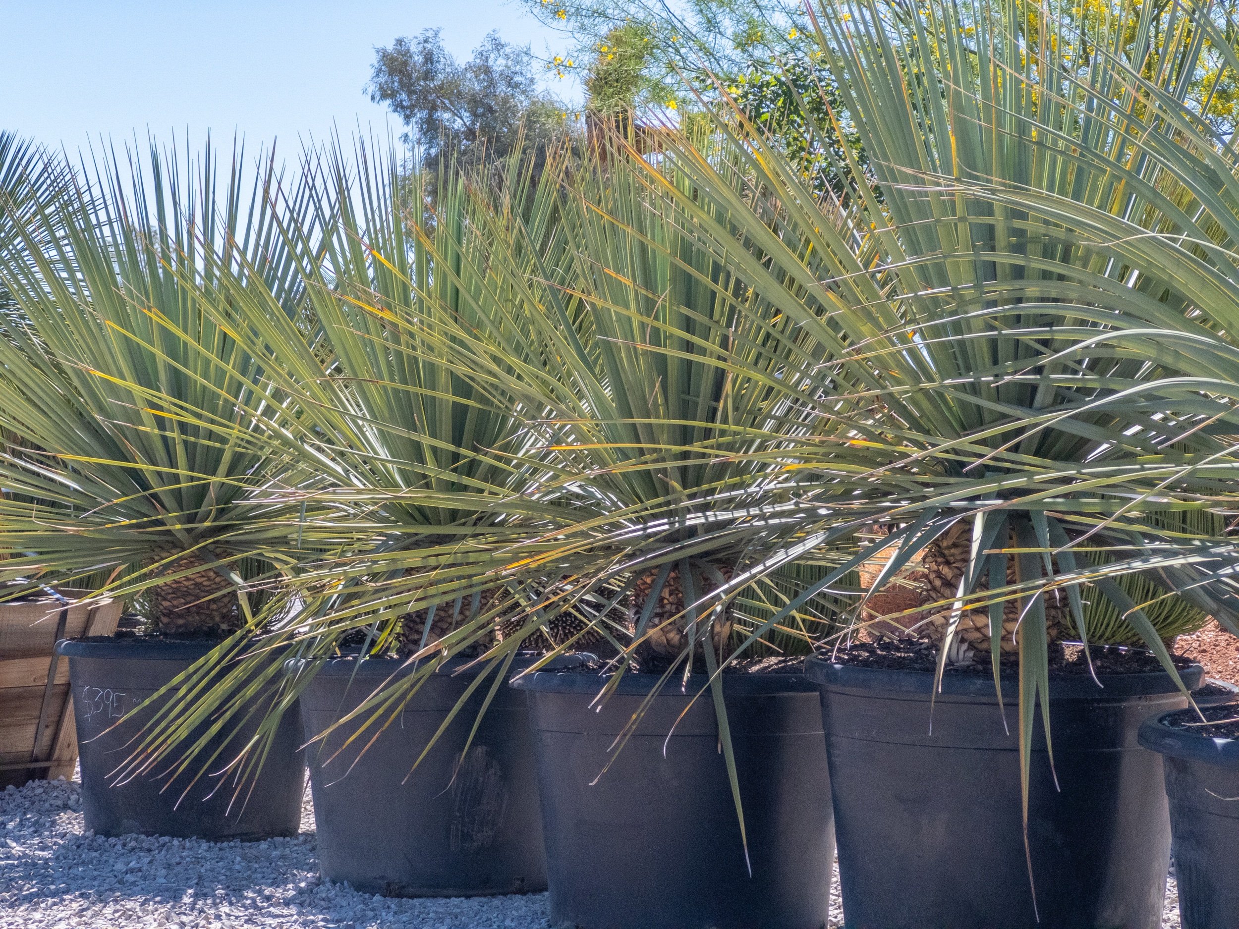 Joshua Tree | Buy Yucca brevifolia Online - Cactus World