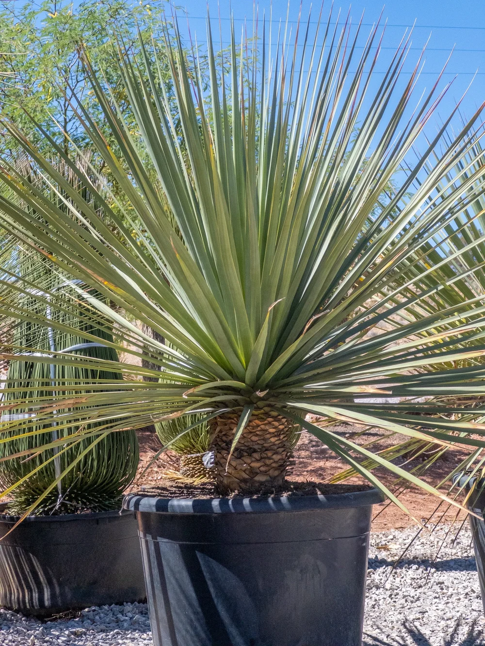 Joshua Tree | Buy Yucca brevifolia Online - Cactus World