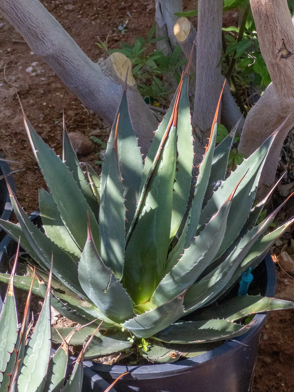 Joshua Tree | Buy Yucca brevifolia Online - Cactus World
