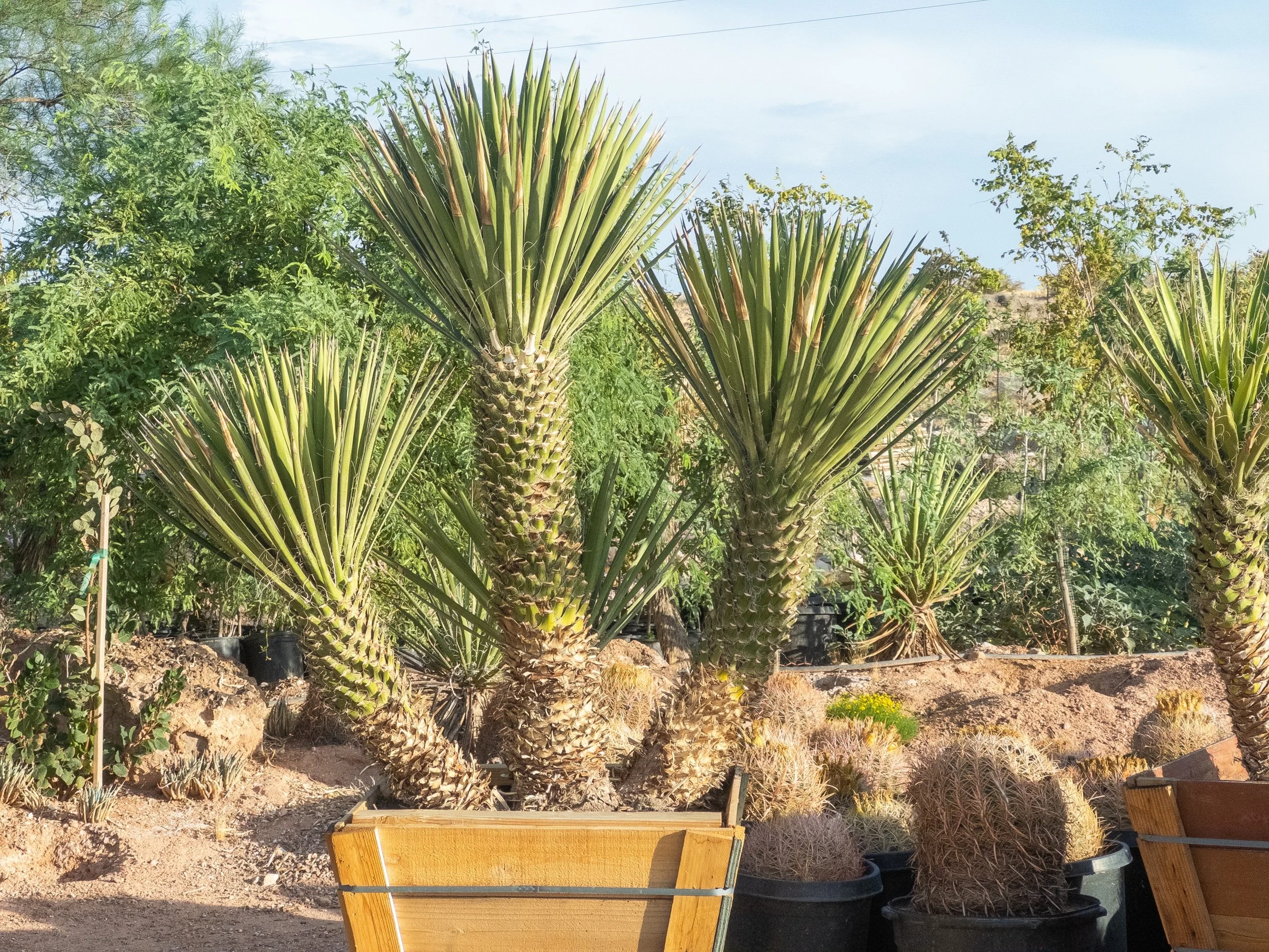 Joshua Tree | Buy Yucca brevifolia Online - Cactus World