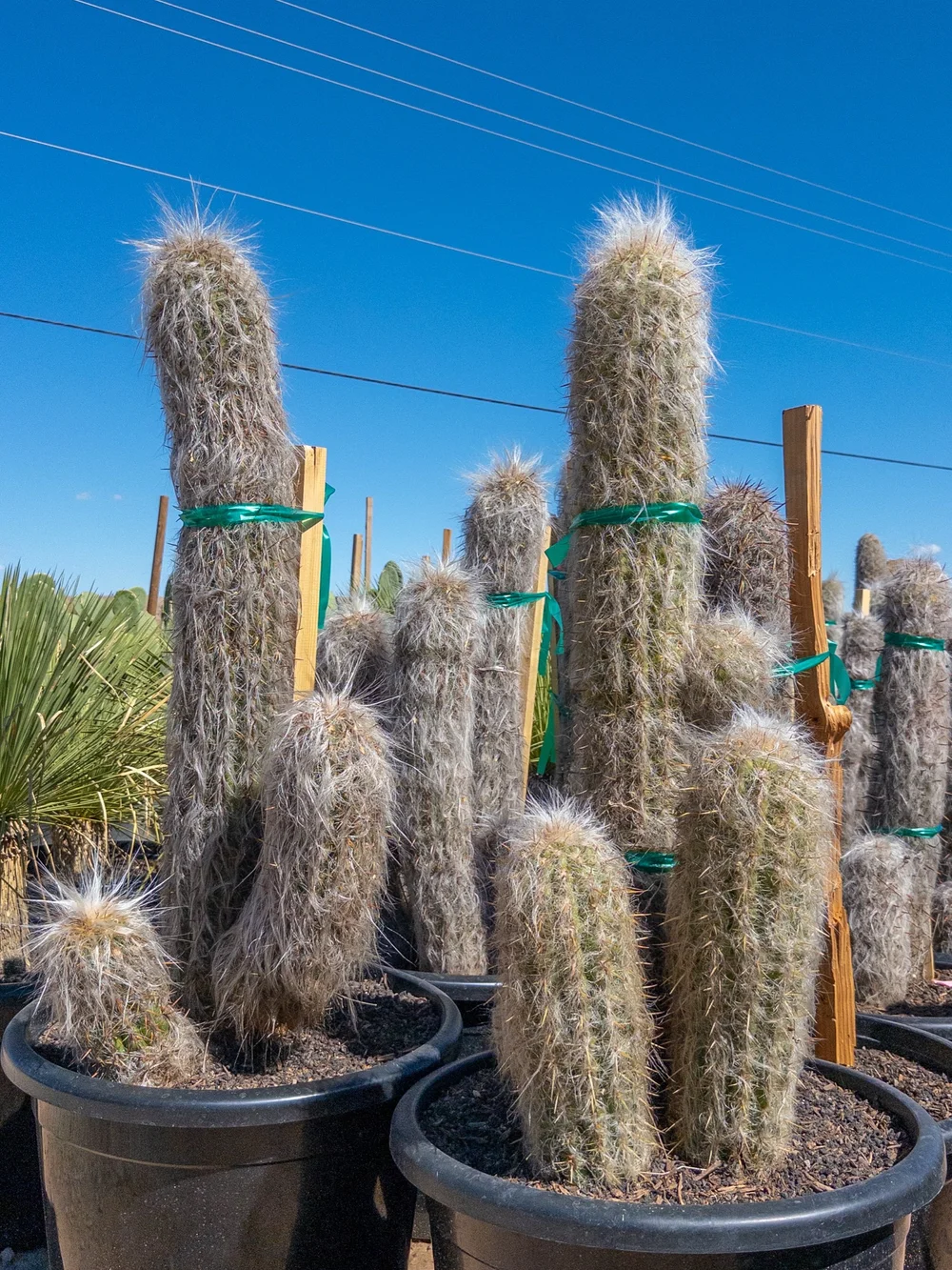 Joshua Tree | Buy Yucca brevifolia Online - Cactus World