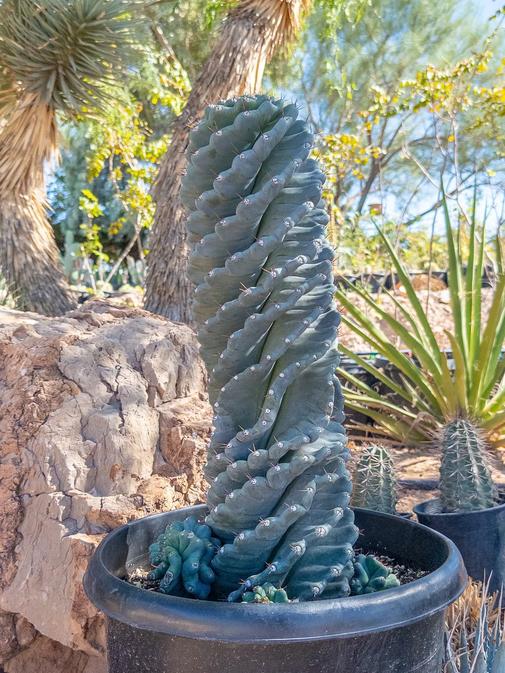 Joshua Tree | Buy Yucca brevifolia Online - Cactus World
