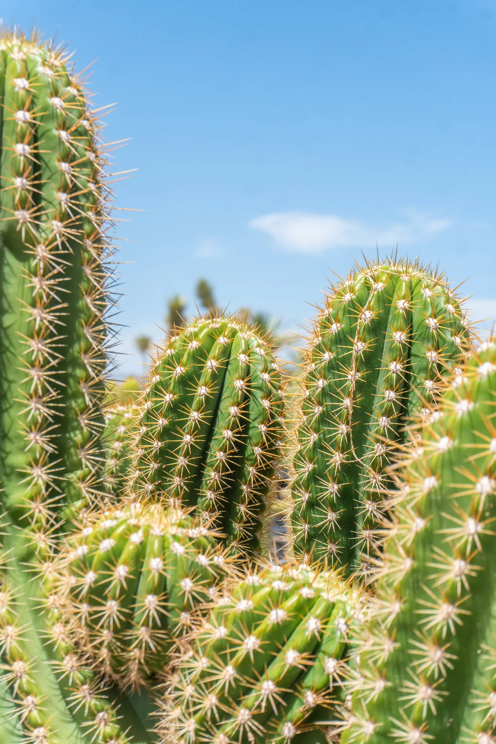 Home Page Cactus World Buy Cacti Online Unique & Rare Cactus