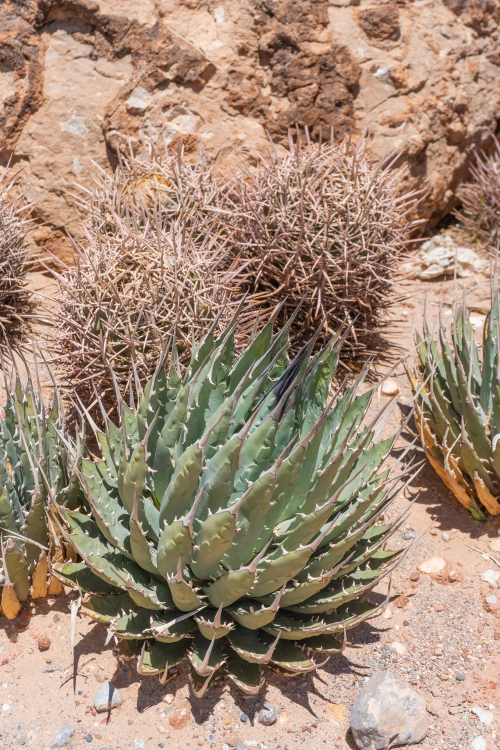 Joshua Tree | Buy Yucca brevifolia Online - Cactus World