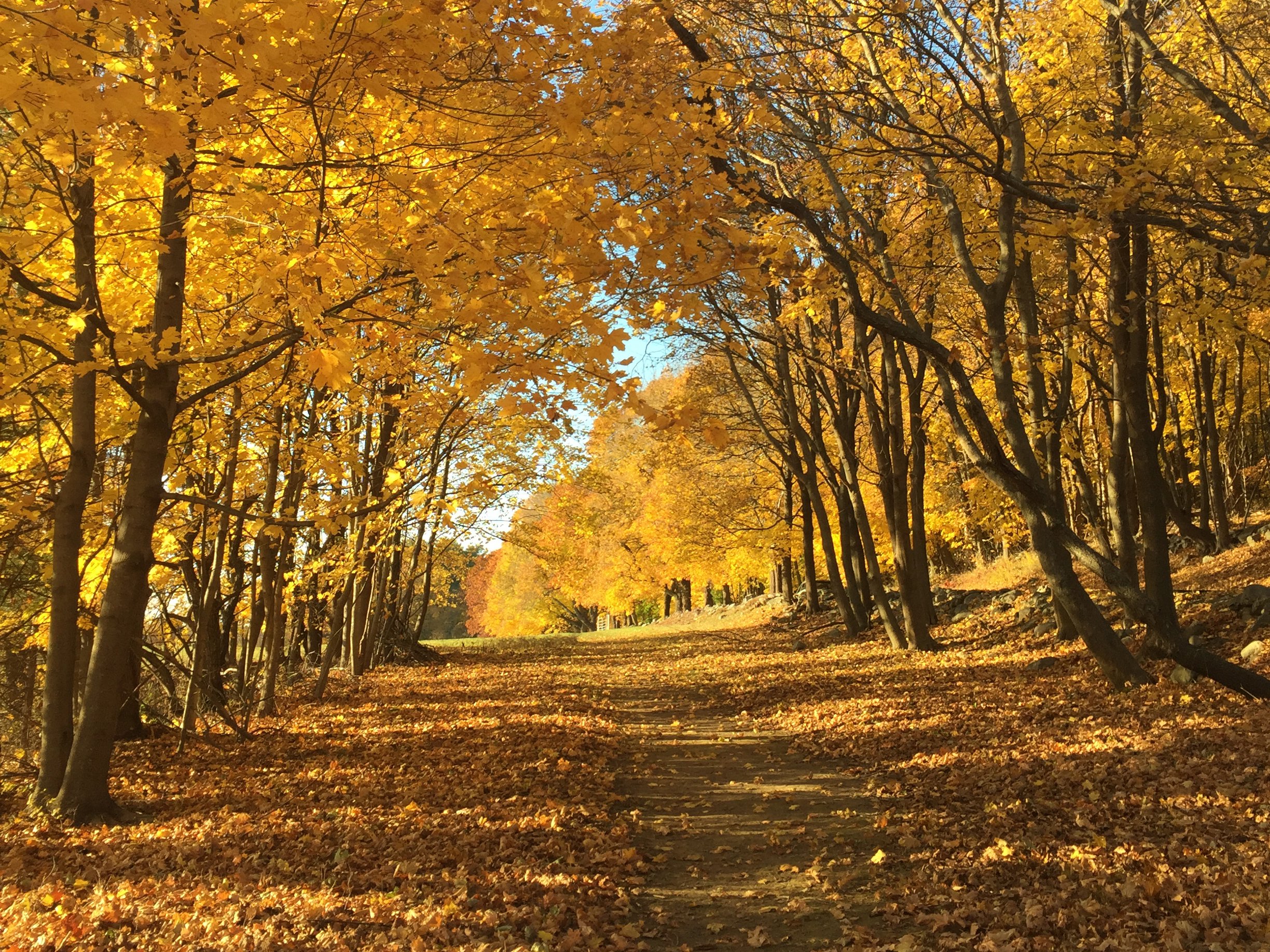The Leaves Will Always Fall