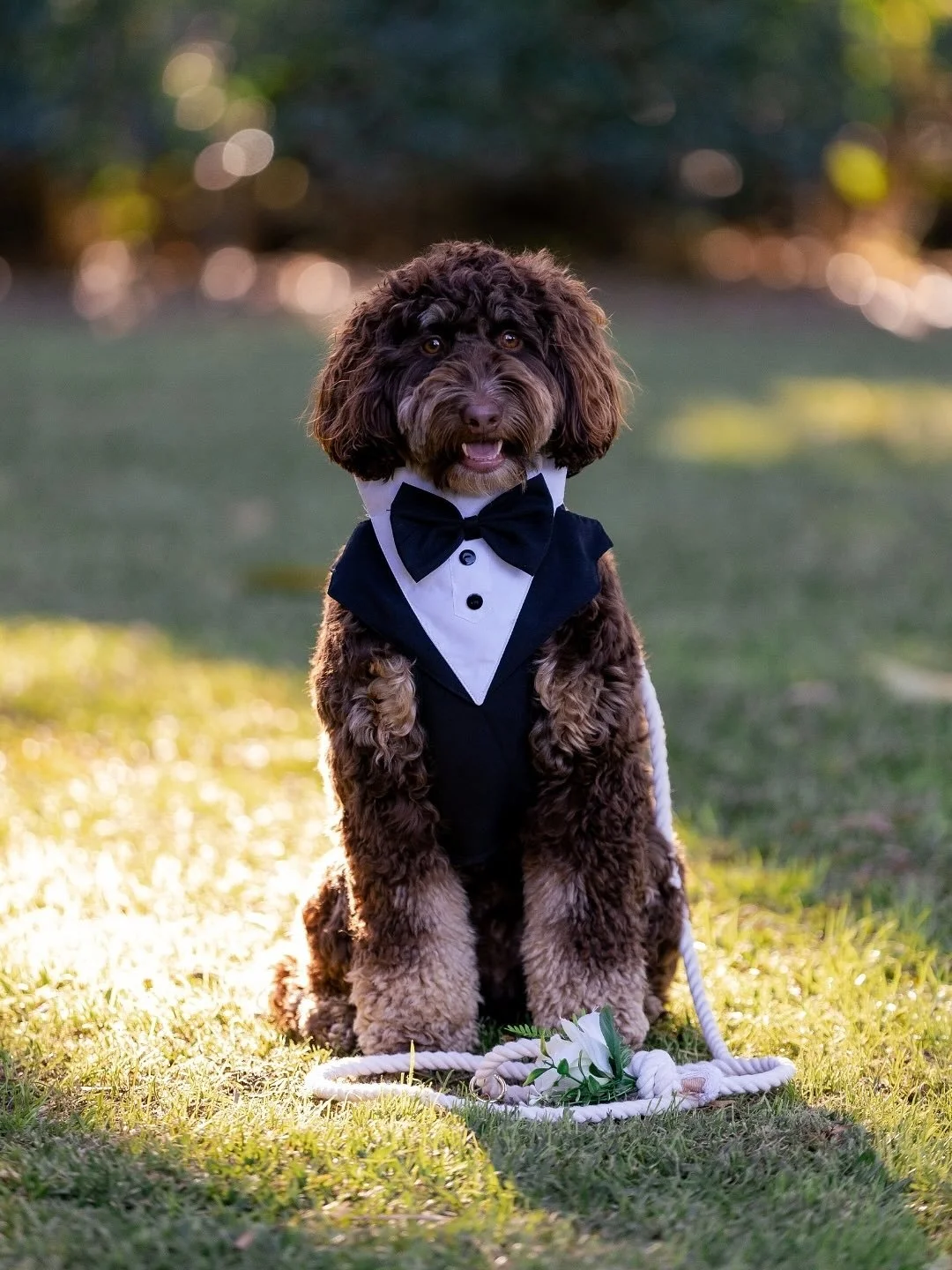 Wondering whether you can include your pet in your wedding photos? The answer is absolutely! How cute is this groomsdog all dressed up in his tux on Ashleigh + Adam&rsquo;s special day... ⁠
⁠
Photographer @figtreepictures⁠
Venue @fins.plantationhouse