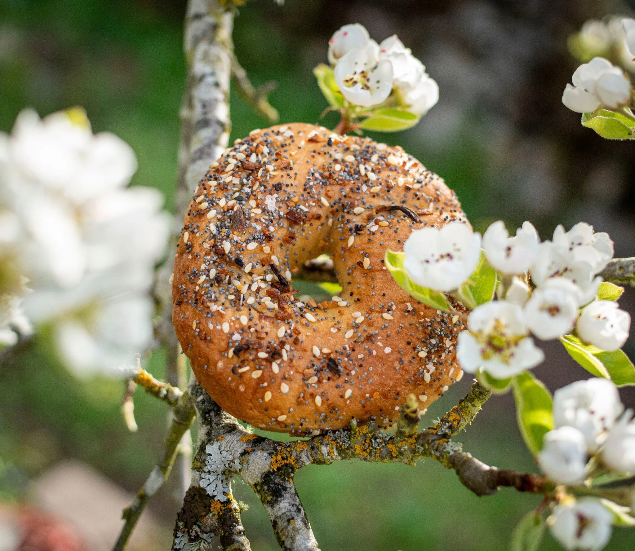 Lox, Stocks & Bagels Real Bagels from Eugene, Oregon