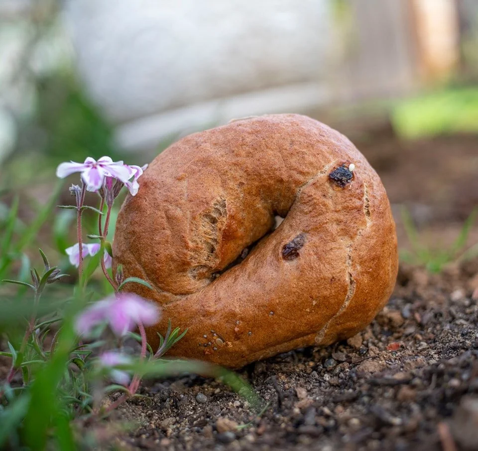 Lox, Stocks & Bagels Real Bagels from Eugene, Oregon