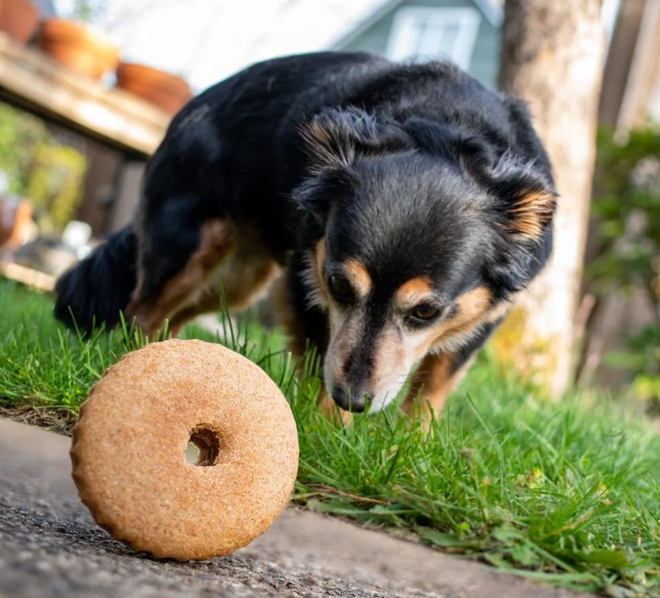 Lox, Stocks & Bagels Real Bagels from Eugene, Oregon
