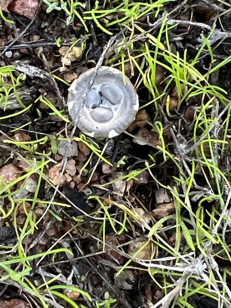 Bird nest fungus.jpeg
