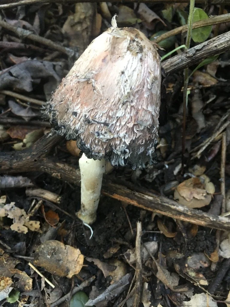 Shaggy Mane.jpeg