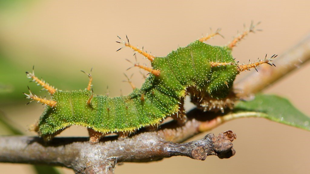 California Sister larvae.jpg