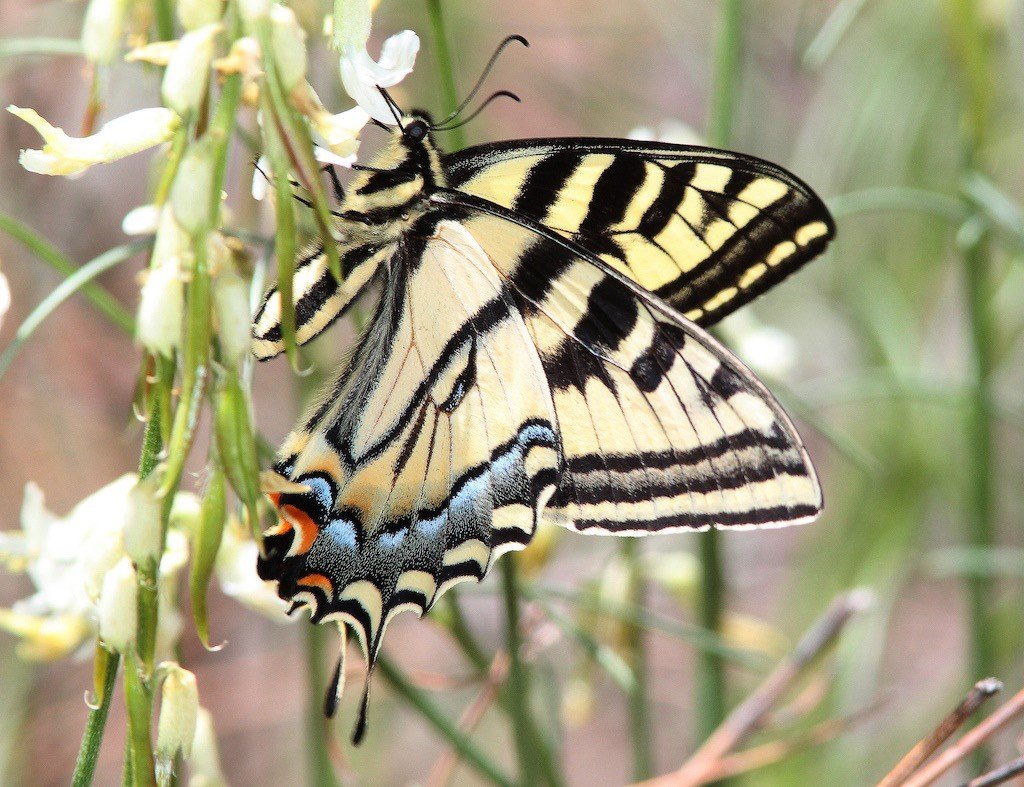 Swallowtail adult 2.jpg
