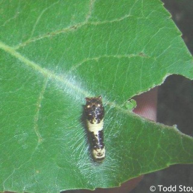 Swallowtail larvae 1.jpg
