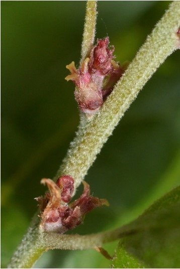 Female  Flower