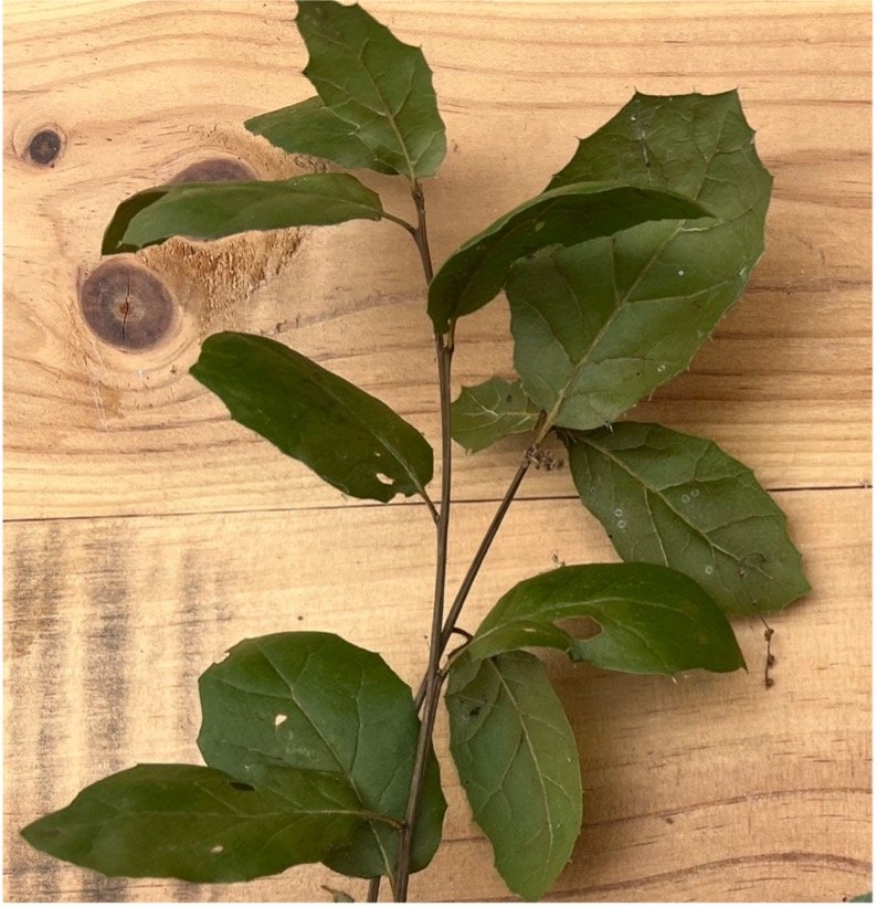 prickly edges on leaves