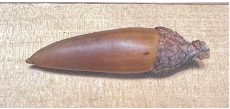 long pointy acorn 