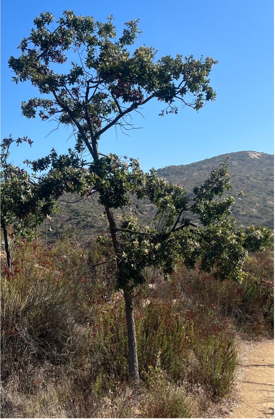 Engelmann oak, Torretto trail