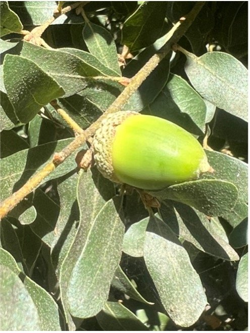 egg-shaped acorn