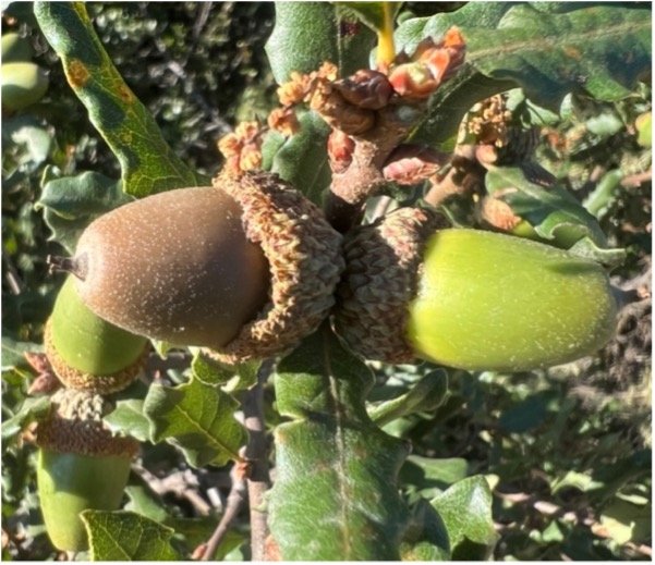 egg-shaped acorn