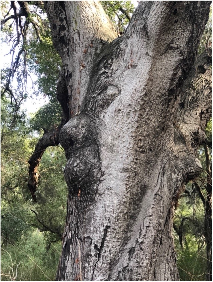 "Face" Tree