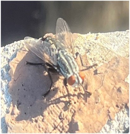 Flesh fly.jpg
