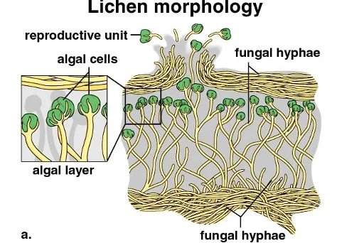morphology.jpg