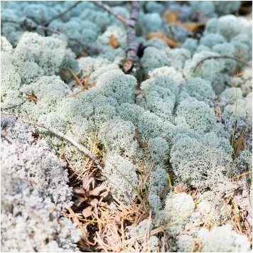 reindeer moss.jpg