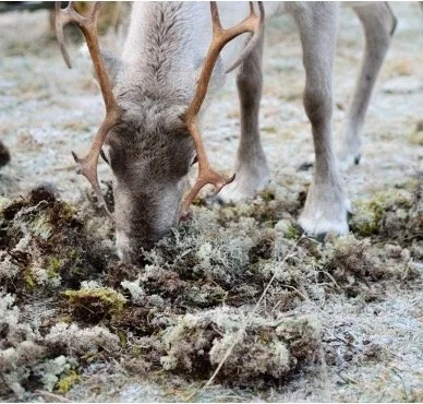 reindeer.jpg