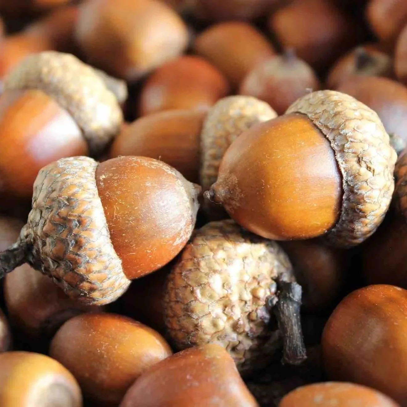 acorns.jpg