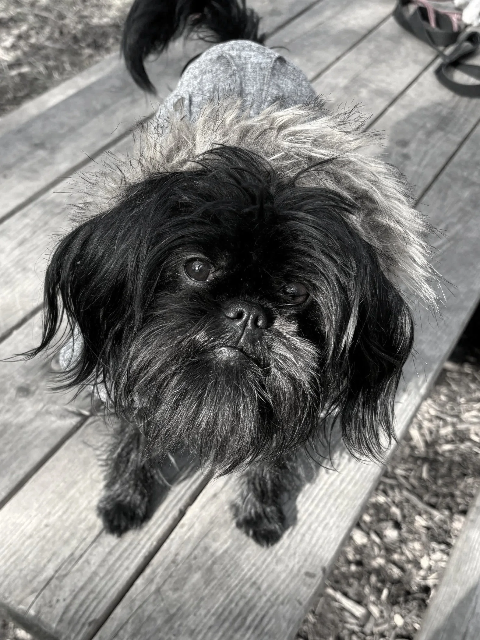 A small black and white dog with long fur, Brussel Griffon, looking up from a wooden bench outdoors.