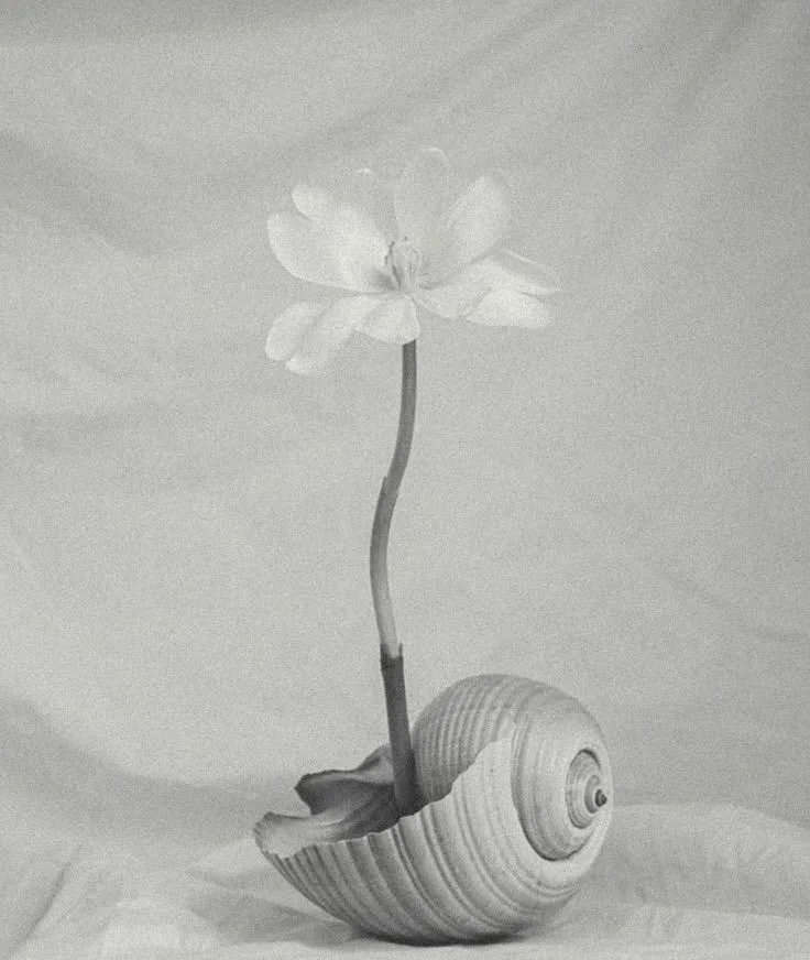 A seashell with a flower stem emerging from it, topped with a flower in black and white.