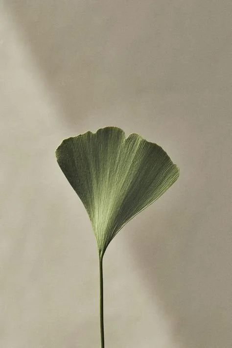 A single green ginkgo leaf on a plain light-colored background.